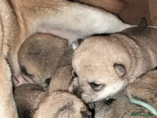 Shiba Inu cani Shiba inu - Annuncio 6