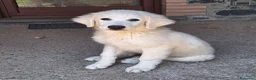 Pastore Abbruzzese Maremmano cani in vendita: 🐶 Cucciola femmina di Pastore Maremmano-Abruzzese - Annuncio 4