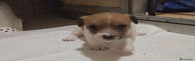 Jack Russell Cucciolo 7
