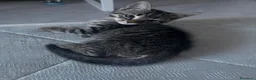 Altre razze gatti in regalo: Gattini  - Annuncio 3