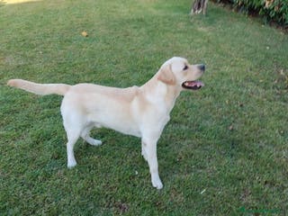 Labrador cani LABRADOR CERCA COMPAGNA - Annuncio 6