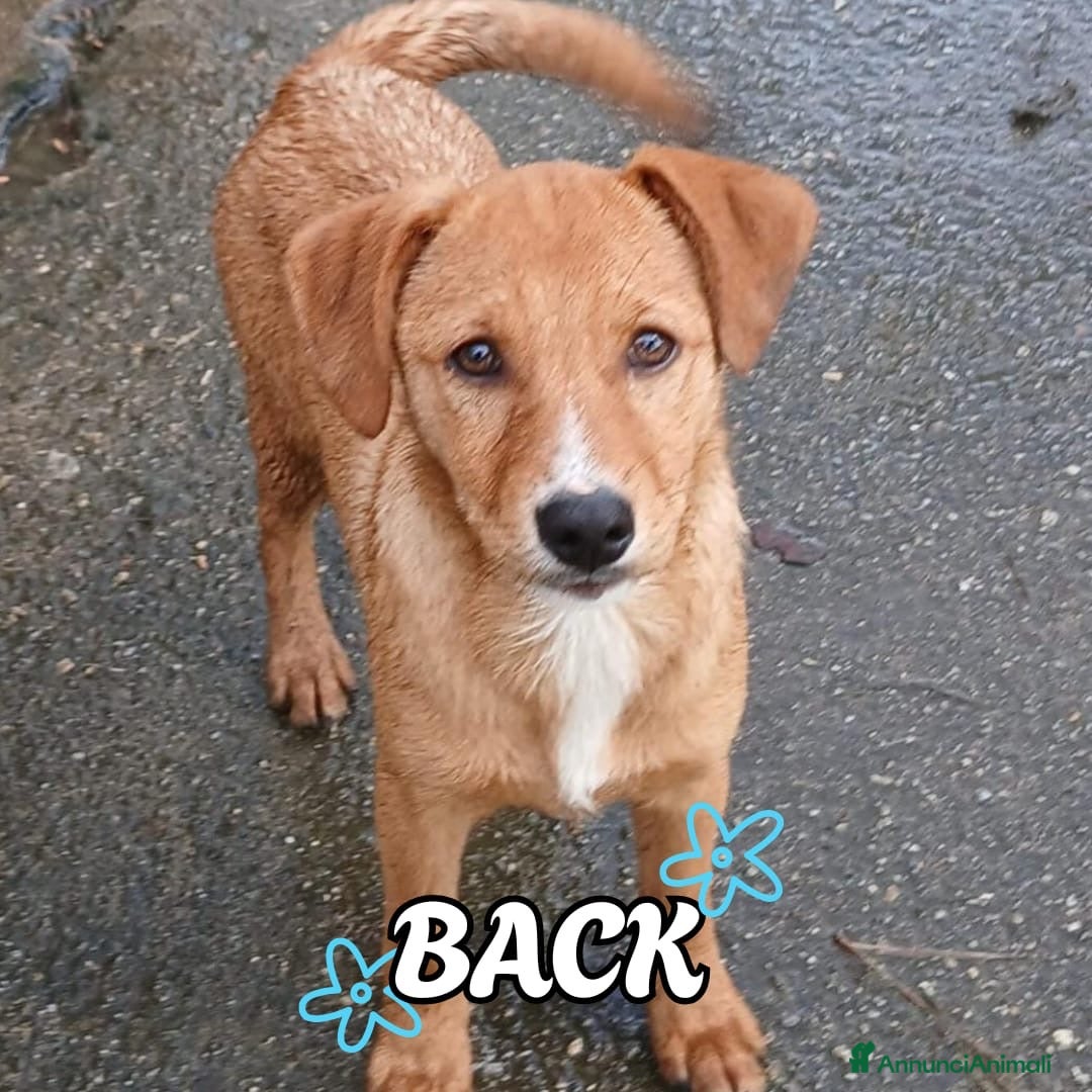 Meticcio cani BACK 💙 - cucciolo futura taglia media contenuta - Annuncio 13