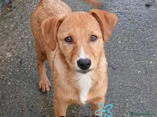 Meticcio cani BACK 💙 - cucciolo futura taglia media contenuta - Annuncio 13