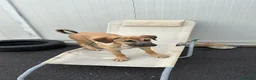 Meticcio cani in regalo: MERAVIGLIE CERCANO CASA - Annuncio 7
