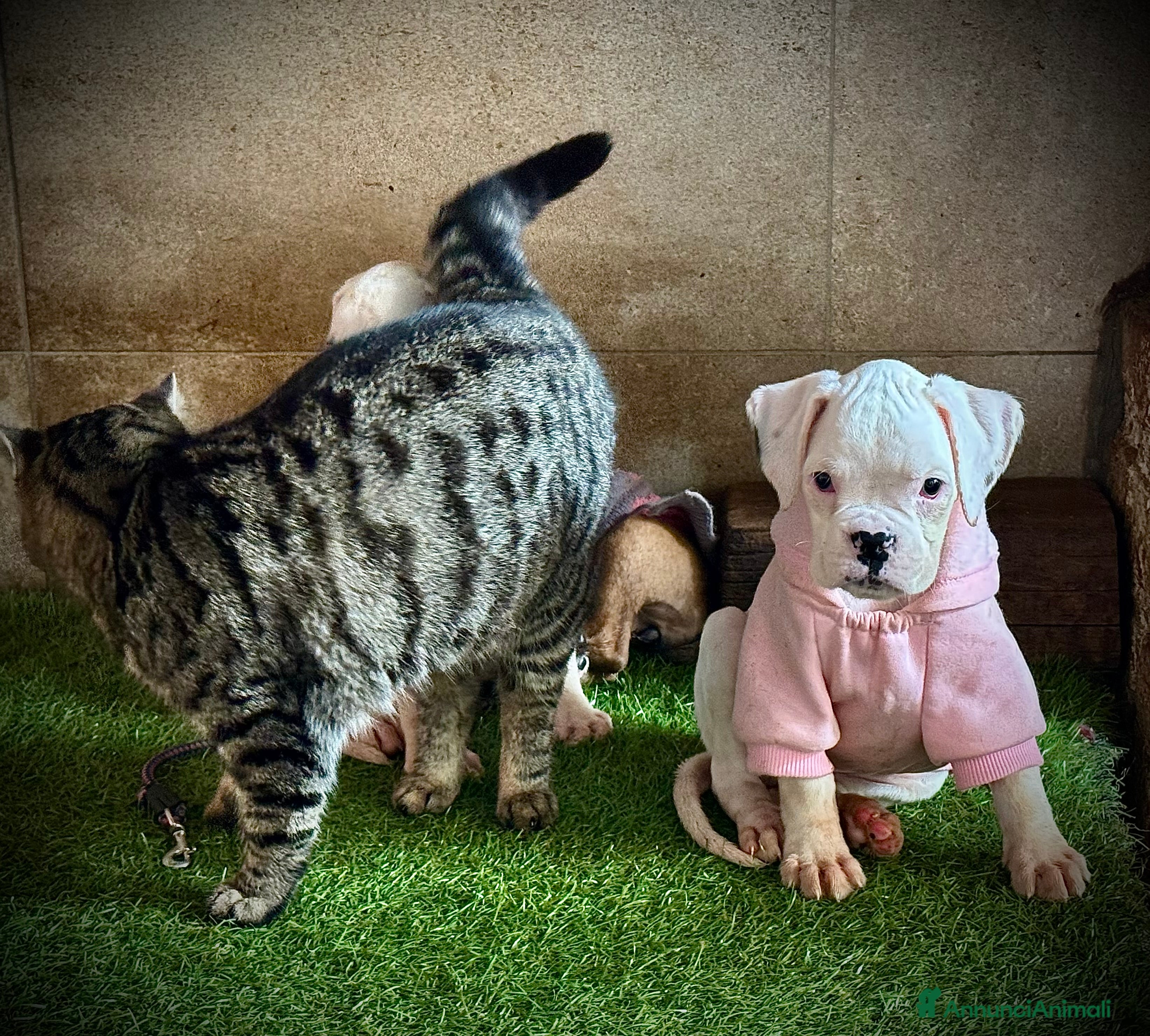 Boxer cani CUCCIOLE DI BOXER  - Annuncio 27