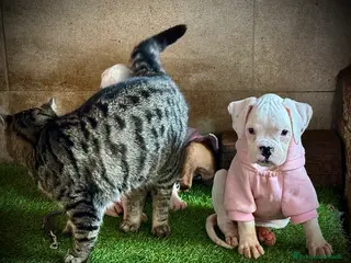 Boxer cani CUCCIOLE DI BOXER - Annuncio 27