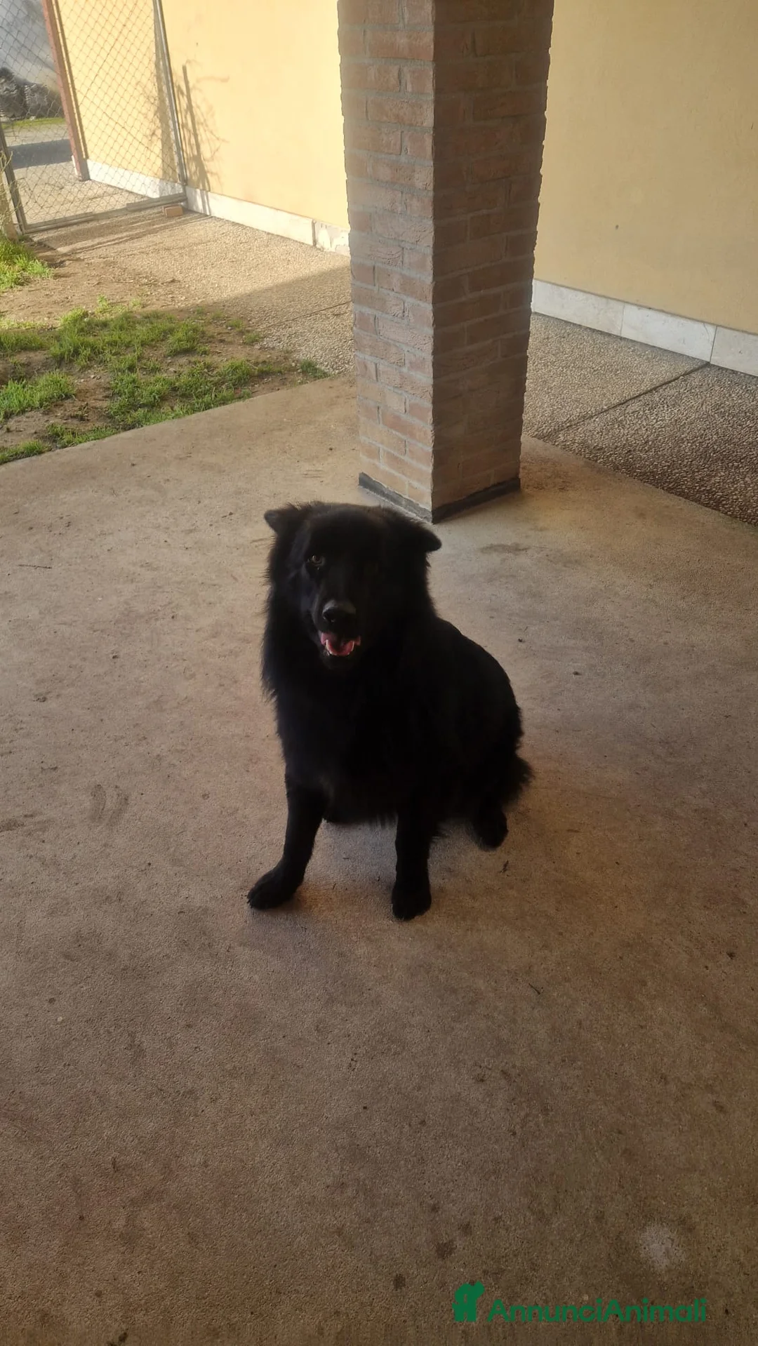 Pastore Belga cani in regalo: Pastore Belga Groenendal - Annuncio 1