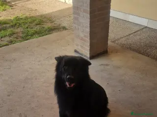 Pastore Belga cani Pastore Belga Groenendal - Annuncio 10