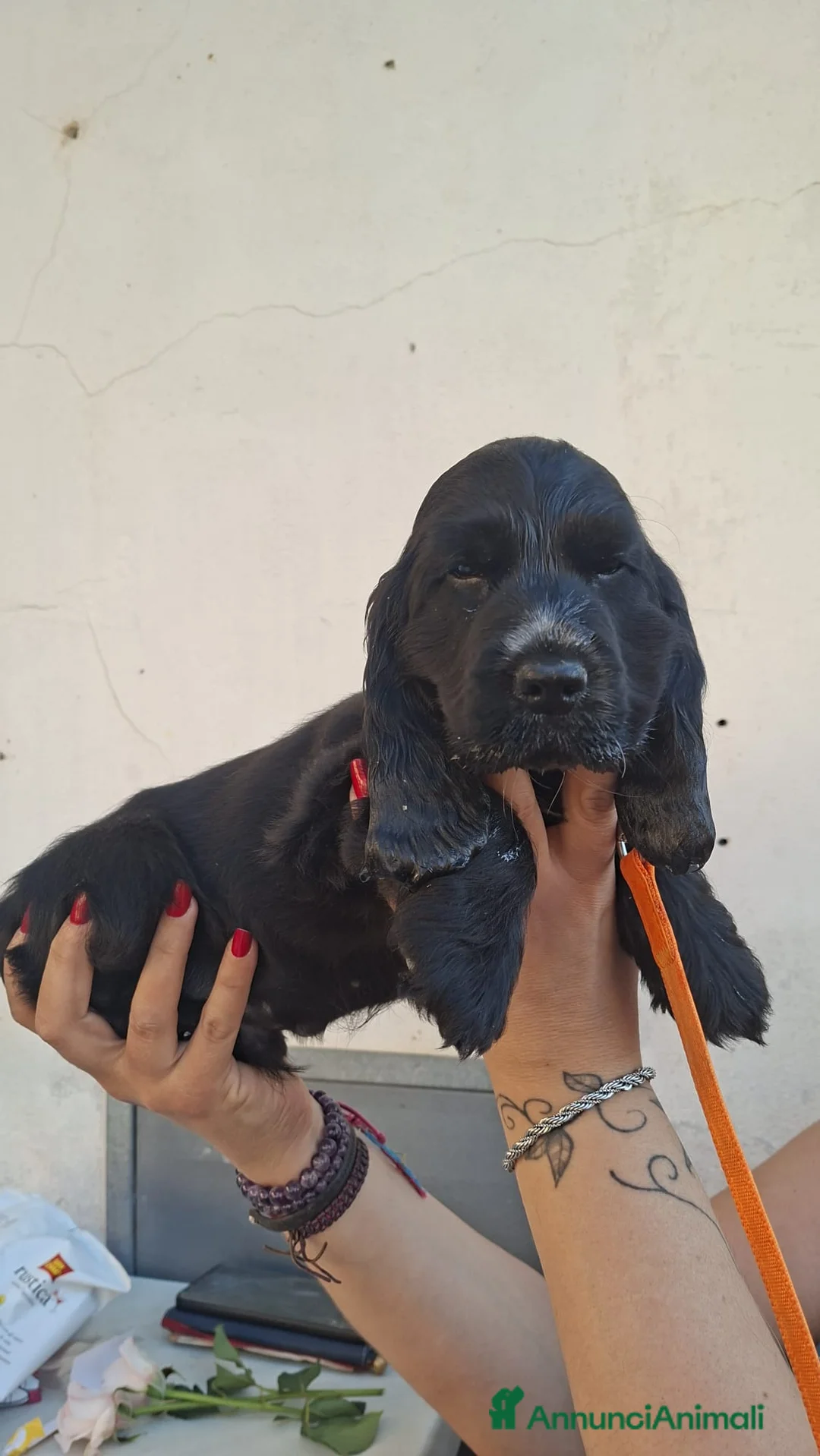 Cocker cani in vendita: Ultimo cucciolo cocker - Annuncio 4