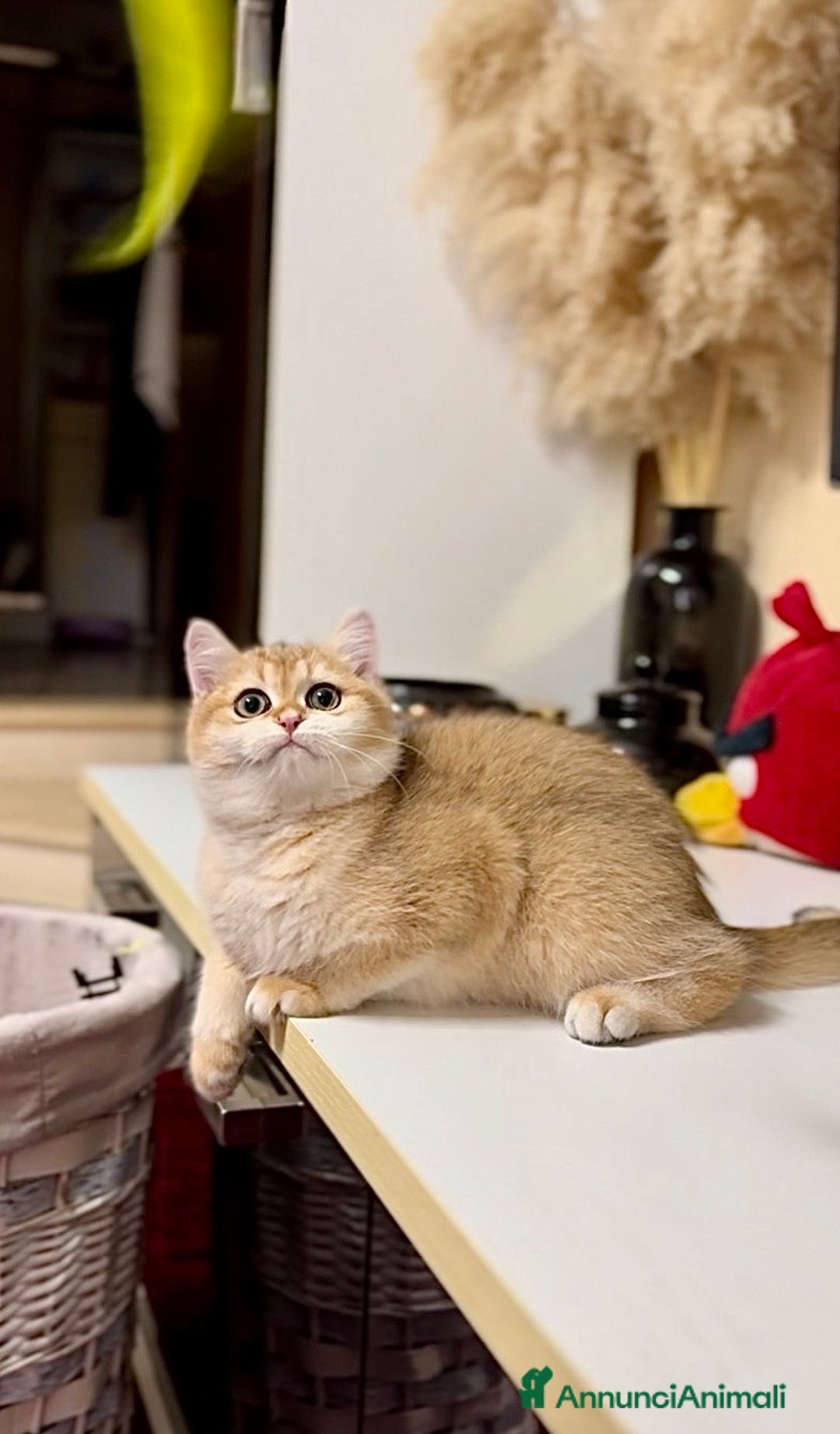 British gatti in vendita: Cucciolo british golden con pedigree  - Annuncio 5