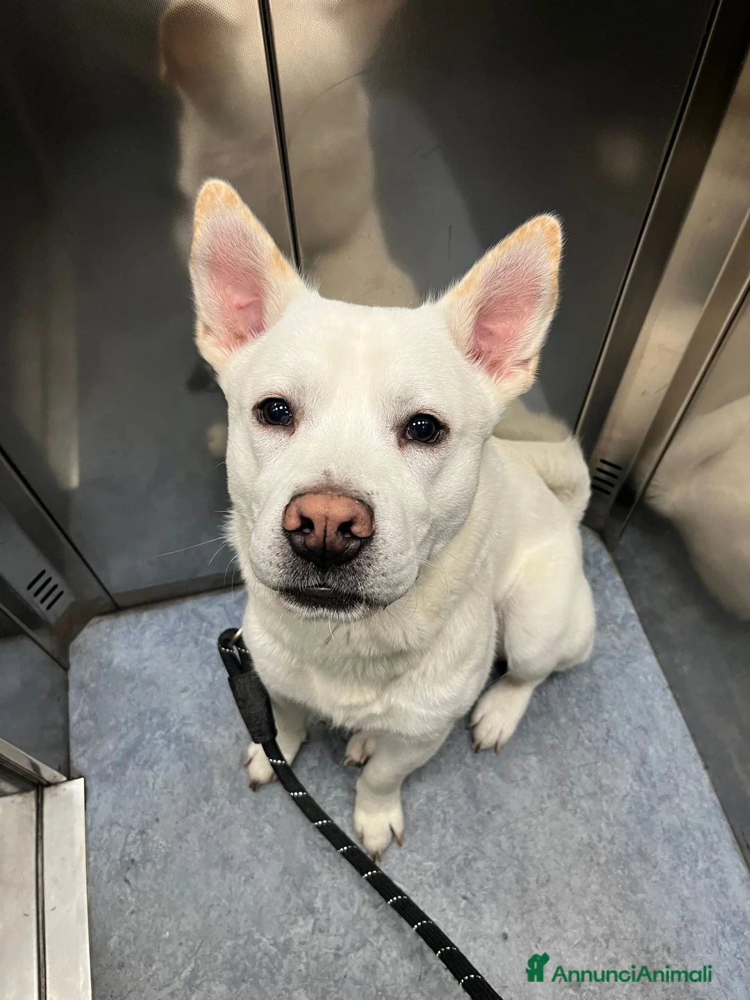 Meticcio cani in regalo: Cucciolo di taglia media  - Annuncio 3