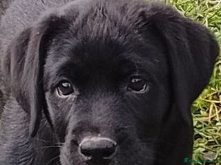 Labrador cani Cuccioli di labrador retriever - Annuncio 5