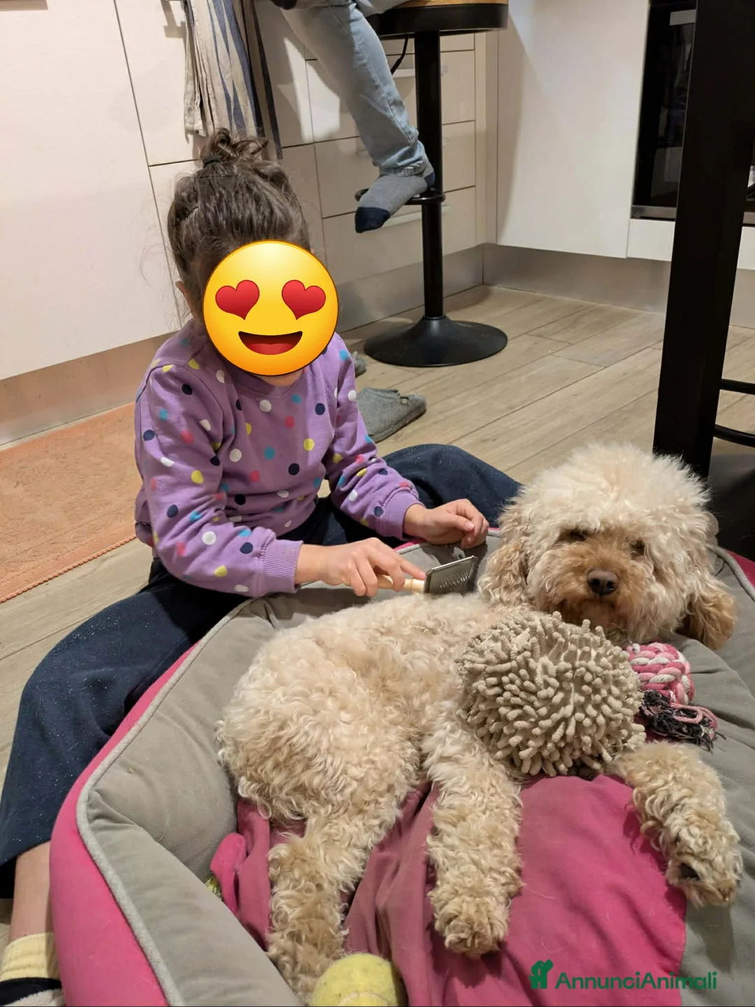 Barboncino cani in regalo: HERMES, BARBONCINO super coccolone! - Annuncio 10