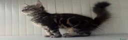Maine Coon gatti in vendita: Cucciolo di maine coon dolcissimo  - Annuncio 3