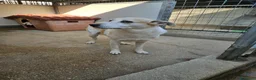 Meticcio cani in regalo: Gerry: equilibrato, docile, socievole  - Annuncio 3