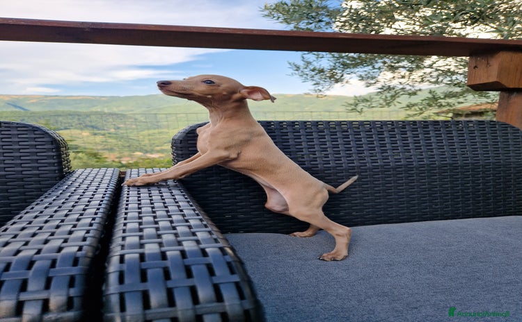 Levriero cani a Provincia di Prato - Annuncio 10