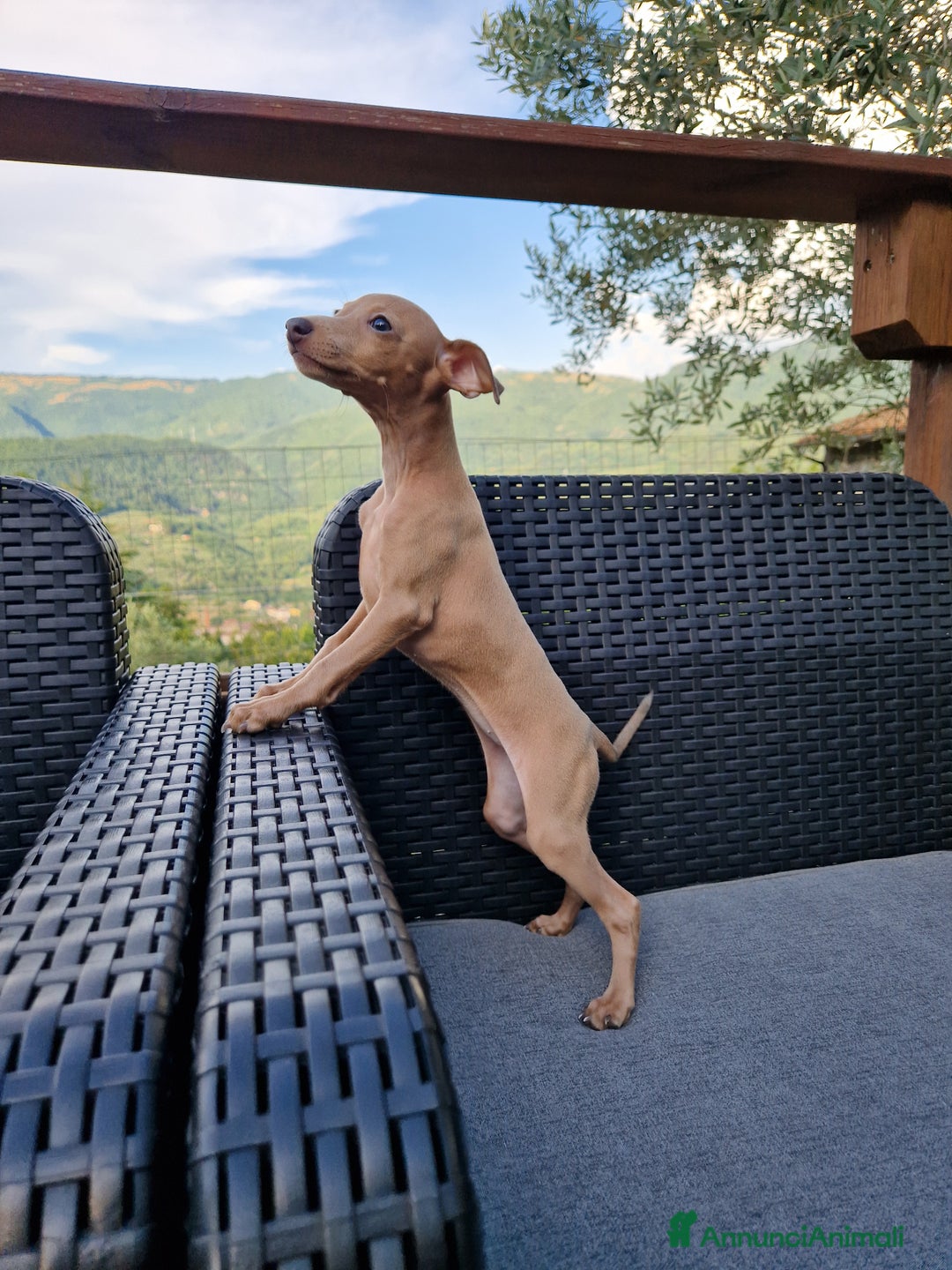 Levriero cani in vendita: Piccolo levriero italiano  a Provincia di Prato - Immagine 1