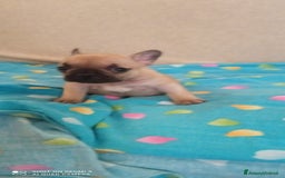 Bulldog Francese cani in vendita: CUCCIOLA DI BOULDOGUE FRANCESE  a Province of Pavia - Immagine 5
