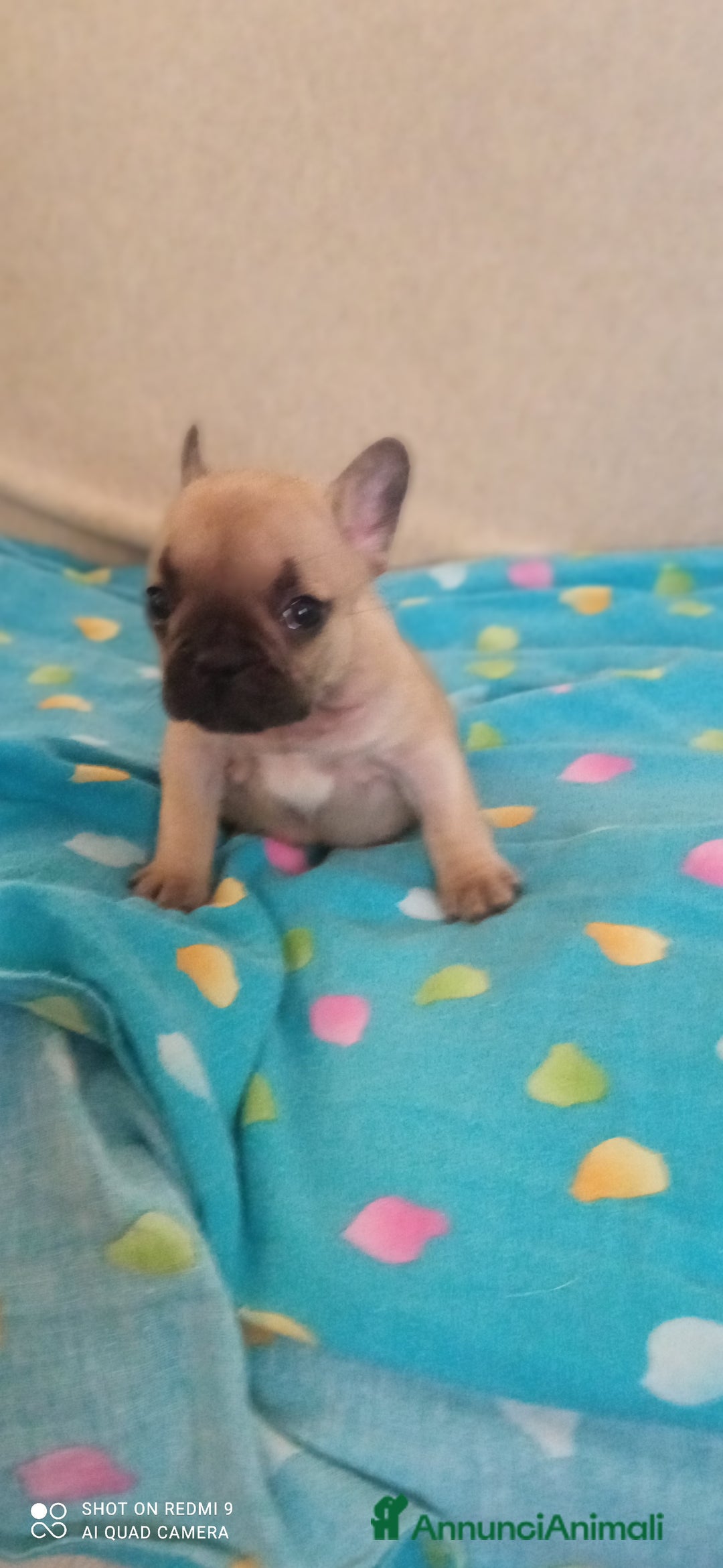 Bulldog Francese cani in vendita: CUCCIOLA DI BOULDOGUE FRANCESE  a Province of Pavia - Immagine 5