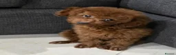 Barboncino Toy cani in vendita: Barboncino Toy red  - Annuncio 1