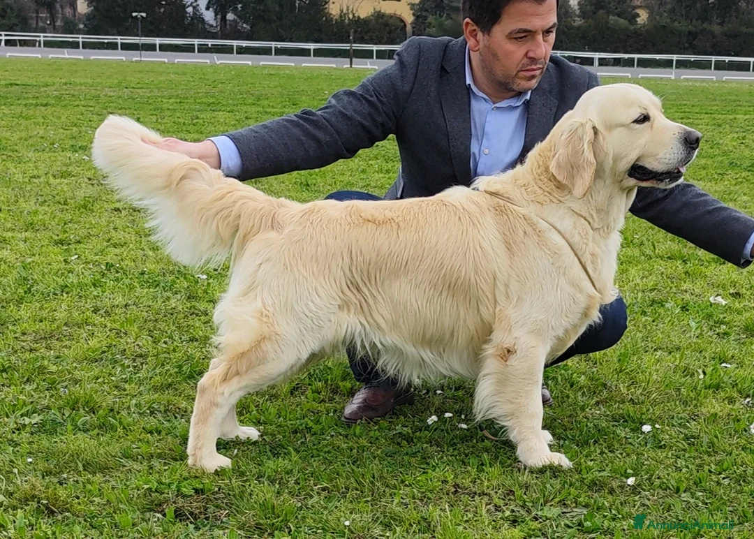 Immagine della galleria {{count}}