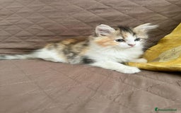 Persiano gatti in vendita: Gattine persiane normotipo  a Provincia di Reggio Emilia - Immagine 34