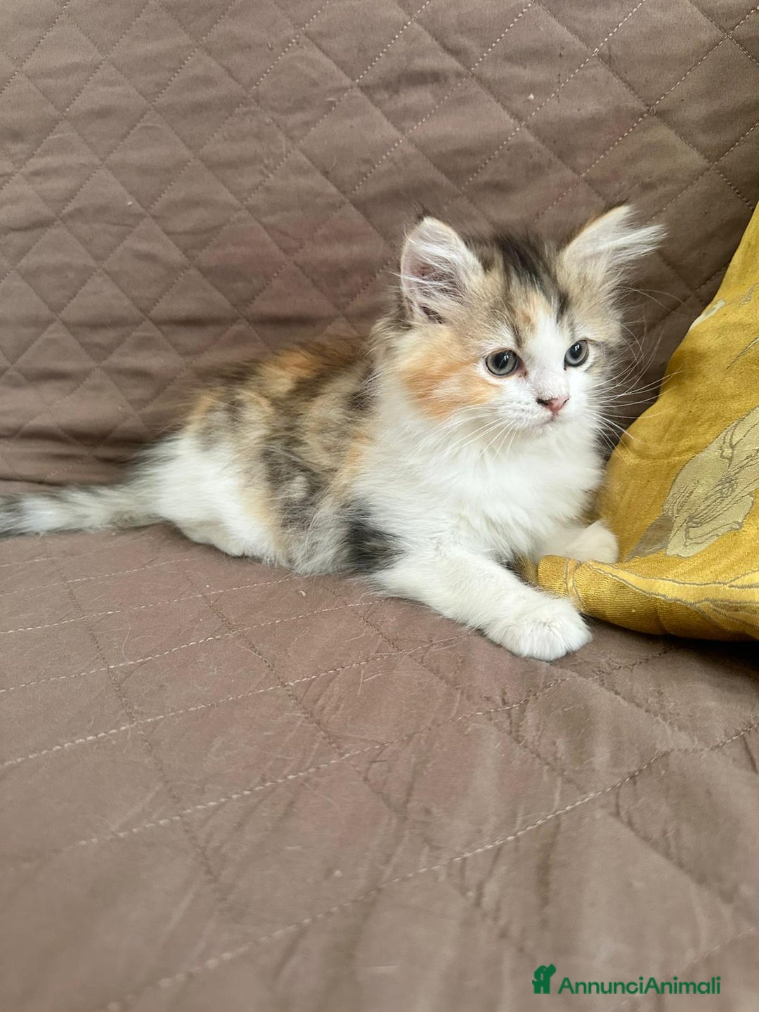 Persiano gatti in vendita: Gattine persiane normotipo  a Provincia di Reggio Emilia - Immagine 34