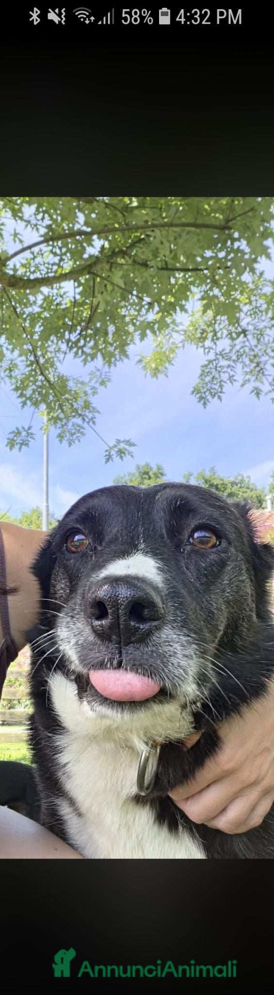 Meticcio cani Cloe 8 anni - Annuncio 34