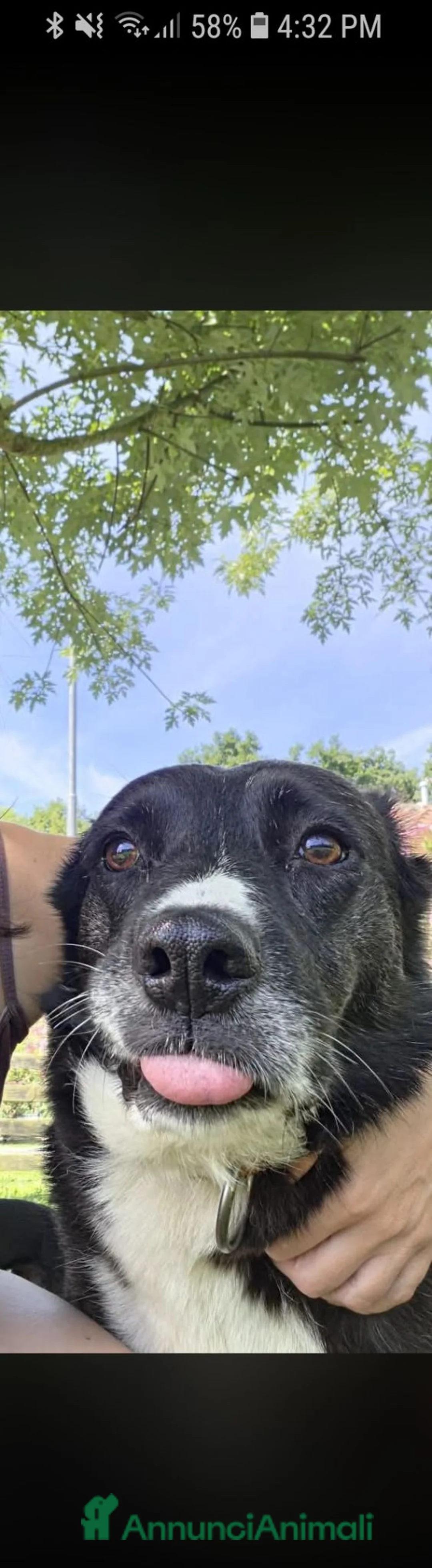 Meticcio cani in regalo: Cloe 8 anni - Annuncio 1