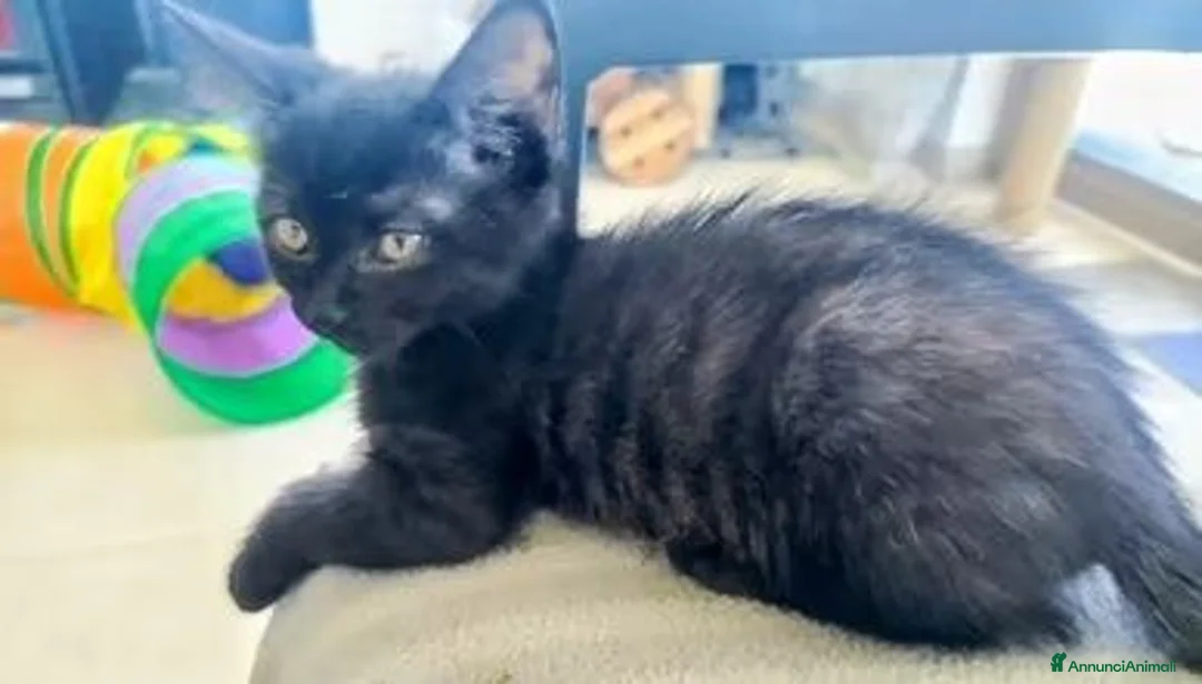 British gatti in vendita: Gattini British shorthair a Provincia di Forlì-Cesena - Annuncio 2