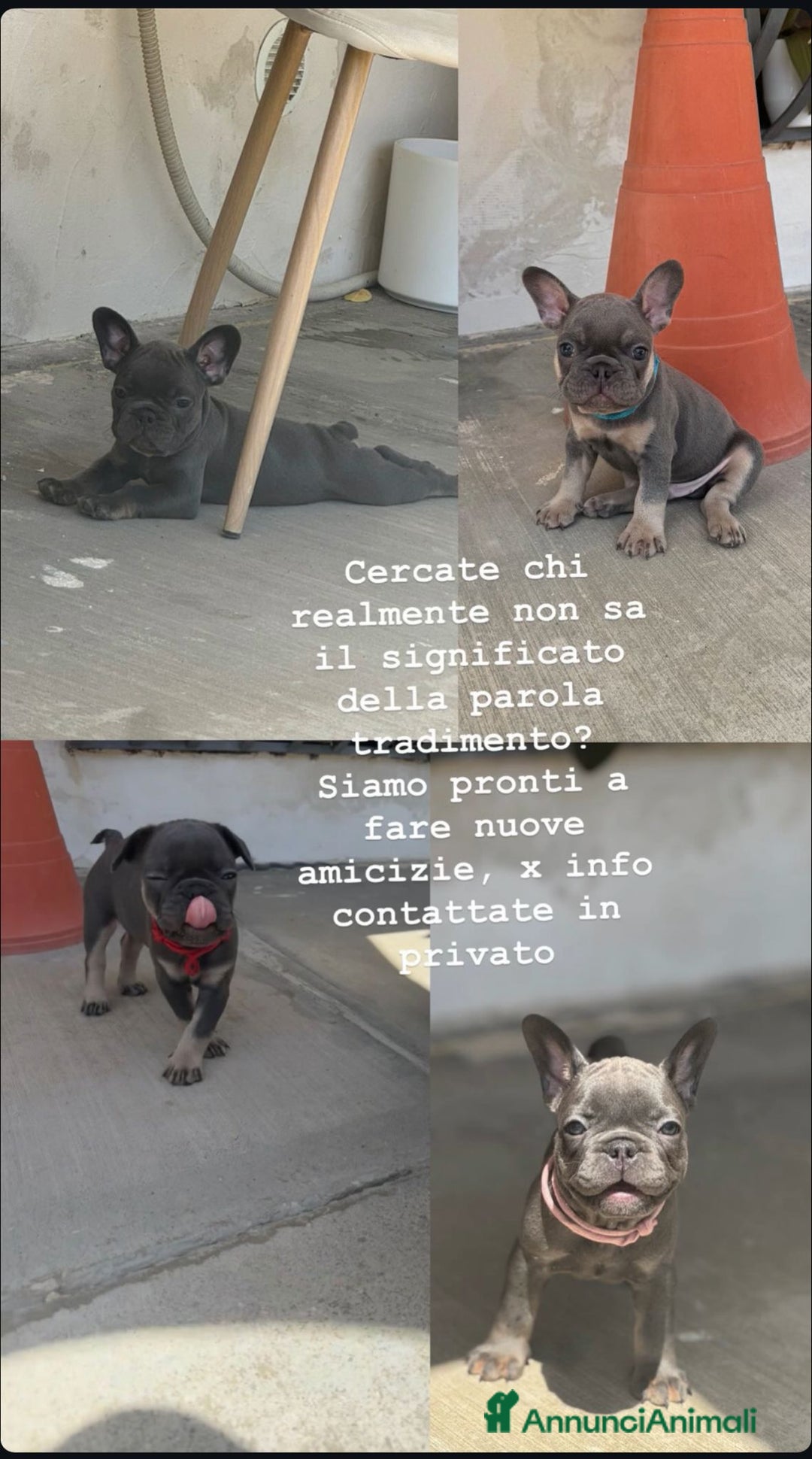 Bulldog Francese cani in vendita: Cuccioli di Bulldog Francesci a Città Metropolitana di Napoli - Immagine 2