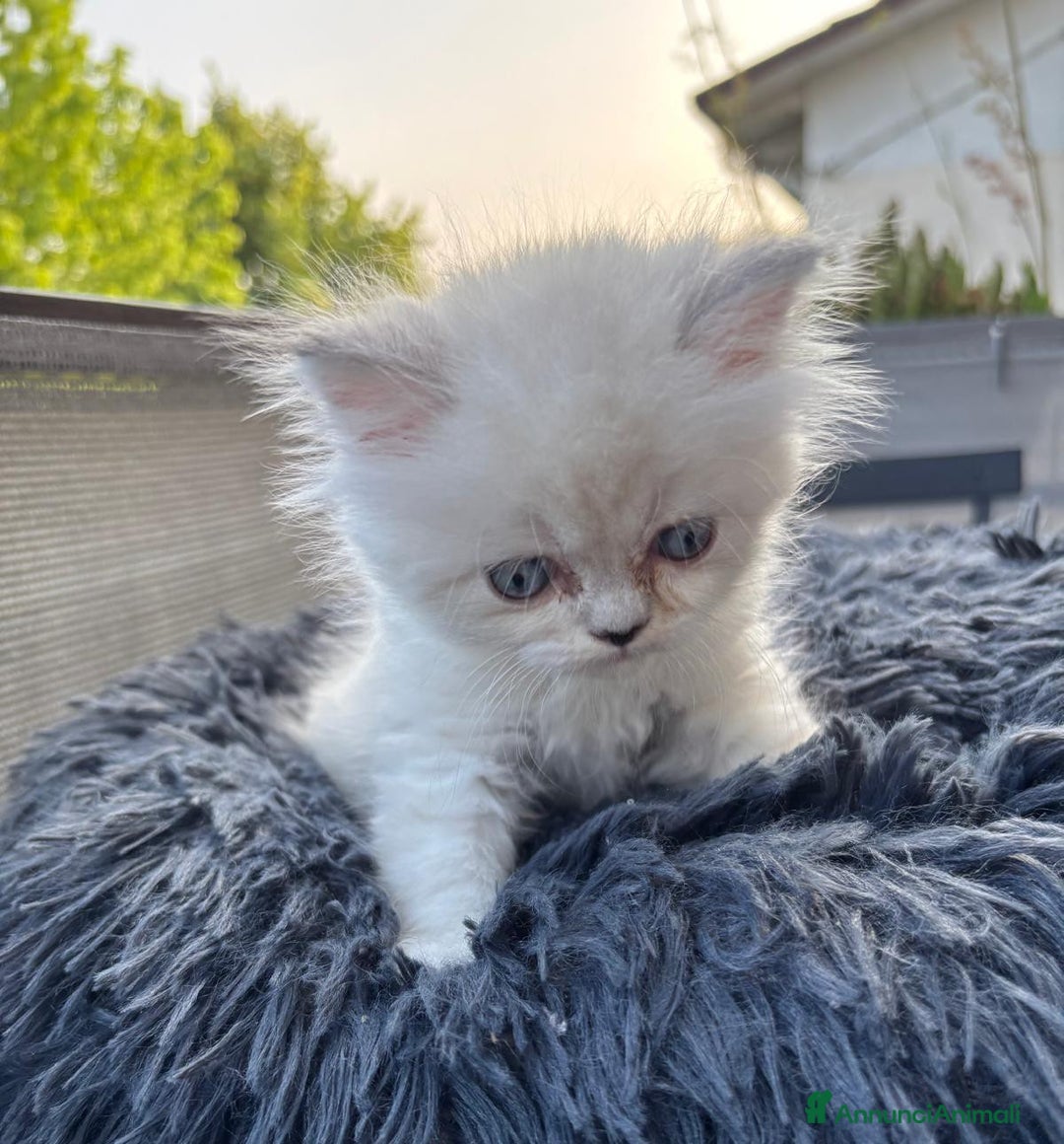 Persiano gatti in vendita: Gattini persiani Chinchilla e Himalayani  a Provincia di Ravenna - Immagine 10