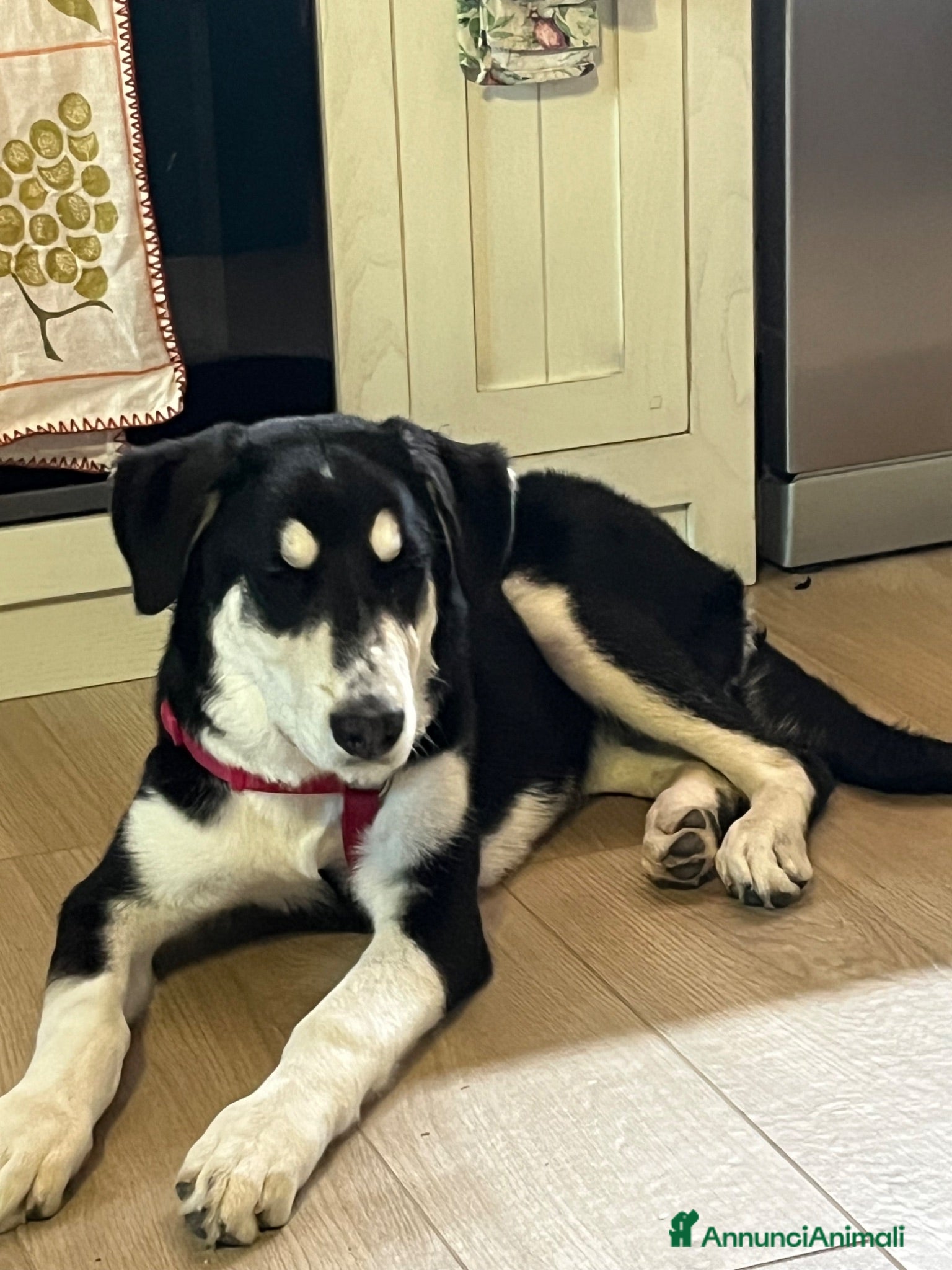Meticcio cani Nala  - Annuncio 4