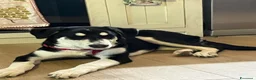 Meticcio cani in regalo: Nala  - Annuncio 1