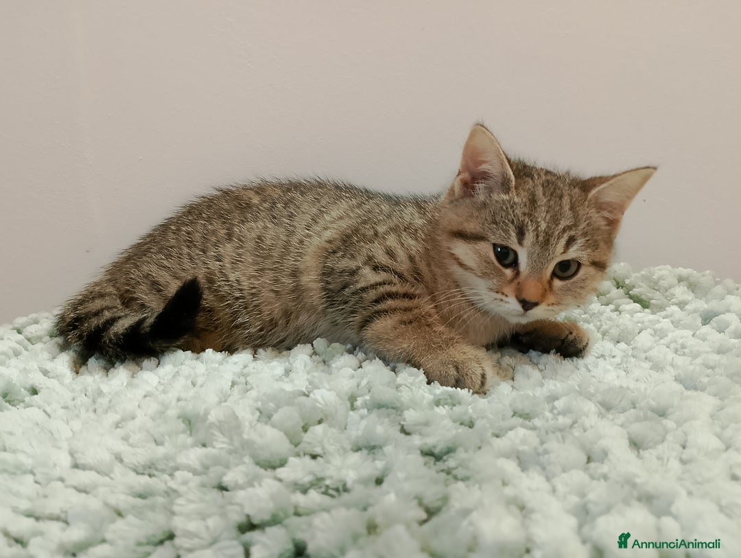 Meticcio gatti in vendita: Gattini - Annuncio 7