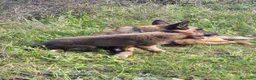 Pastore Belga cani in vendita: Cuccioli Pastore Belga Malinois in Italia a Città Metropolitana di Bari - Annuncio 2