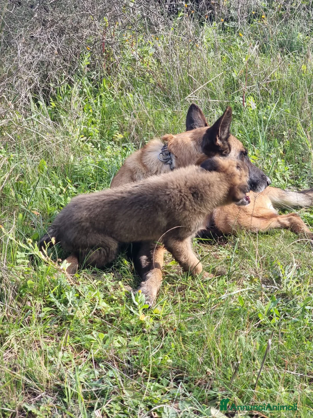 Pastore Belga cani in vendita: Cuccioli Pastore Belga Malinois in Italia a Città Metropolitana di Bari - Annuncio 2