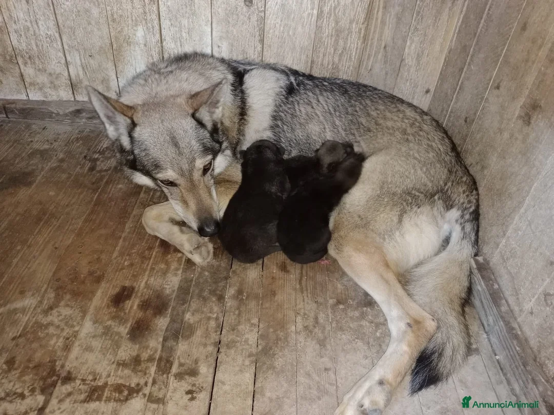 Lupo Cecoslovacco cani in vendita: Cuccioli cane lupo cecoslovacco  a Provincia di Cosenza - Annuncio 2