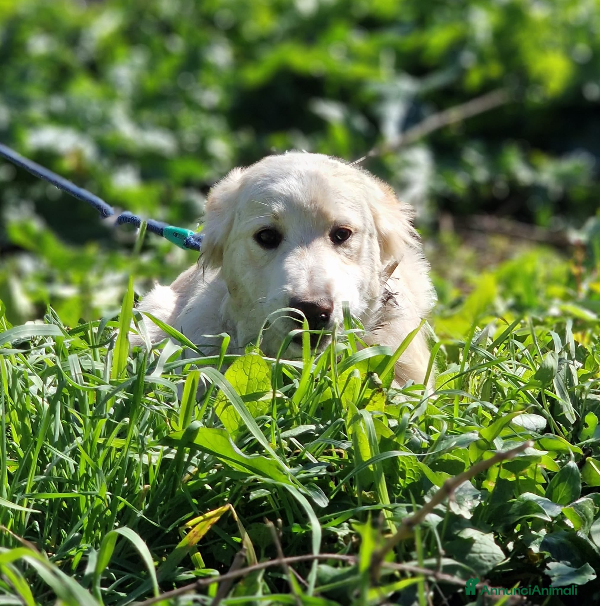 Meticcio cani TACO ASPETTA UNA MAMMA  a Città metropolitana di Milano - Annuncio 11