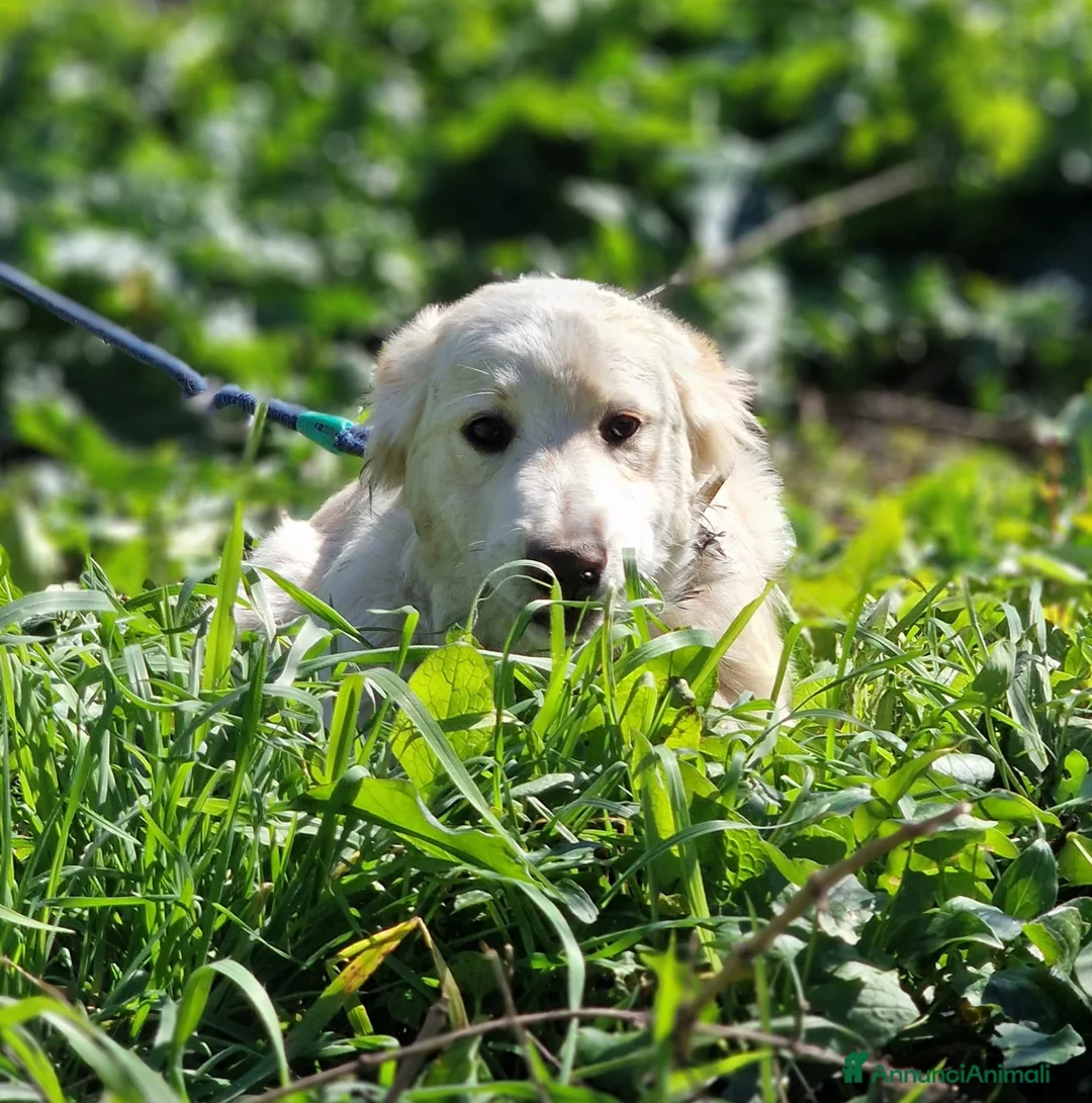 Meticcio cani in regalo: TACO ASPETTA UNA MAMMA  a Città metropolitana di Milano - Annuncio 1