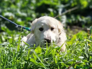 Meticcio cani TACO ASPETTA UNA MAMMA a Città metropolitana di Milano - Annuncio 11