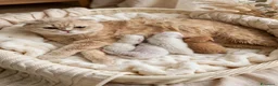 Scottish gatti in vendita: Scottish straight  - Annuncio 2