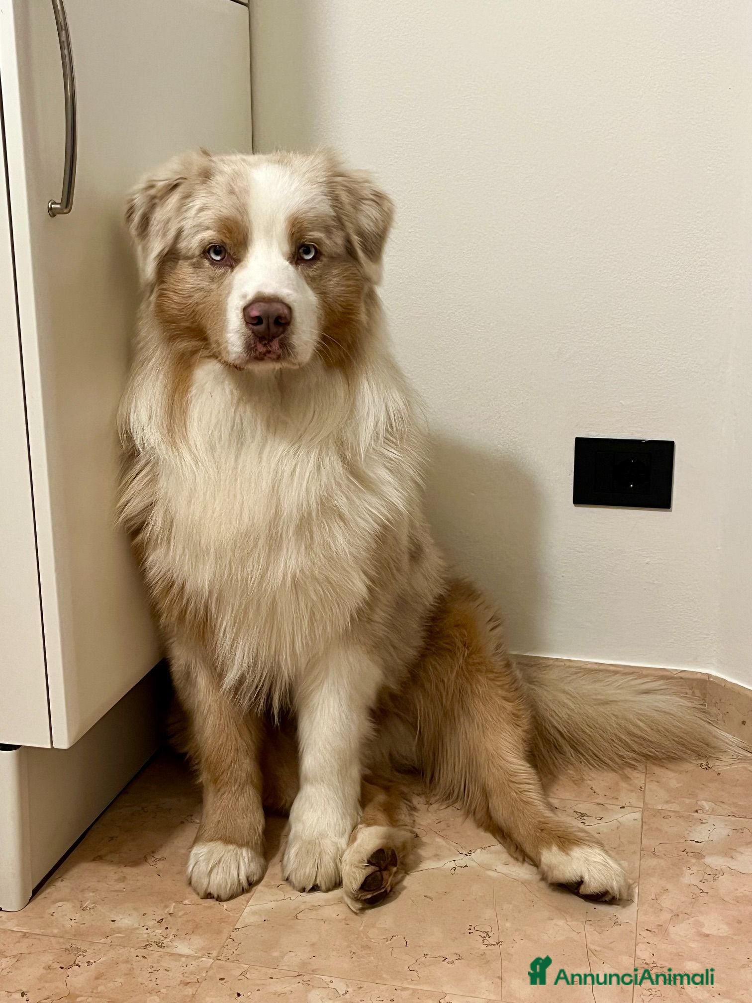 Australian Shepherd cani PASTORE AUSTR. RED MERLE disponibile per MONTA - Annuncio 1