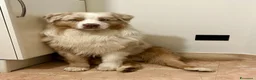 Australian Shepherd cani per accoppiamento: PASTORE AUSTR. RED MERLE disponibile per MONTA a Provincia di Verona - Annuncio 1