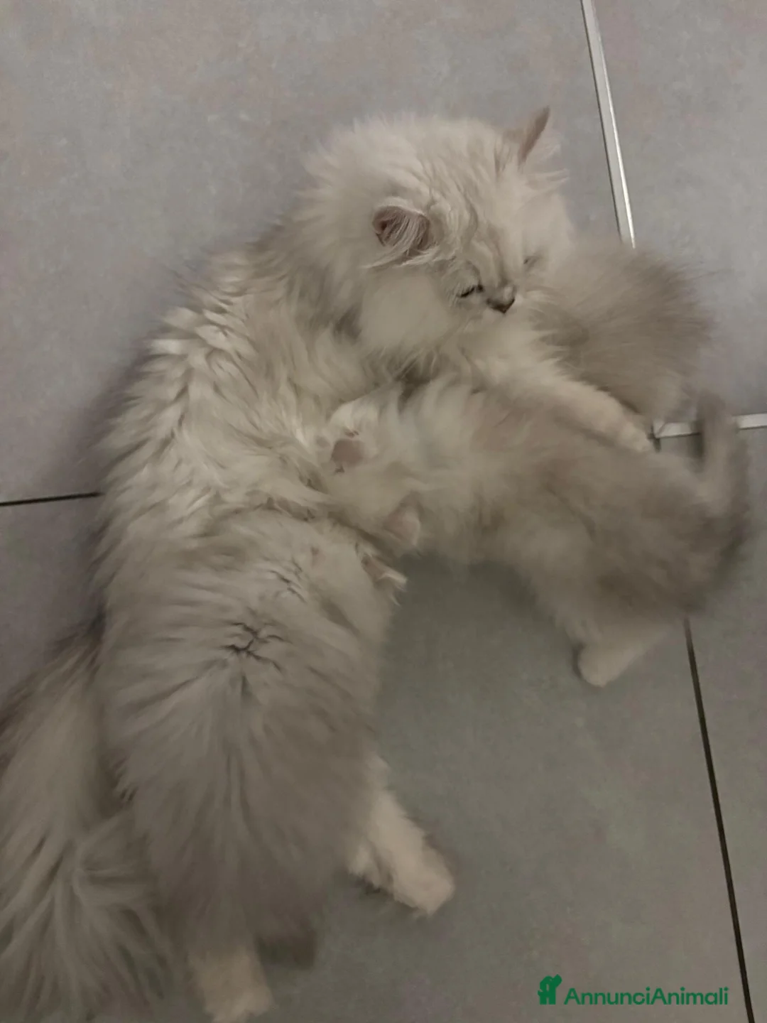 Persiano gatti in vendita: Gattini Cuccioli Persiano a Provincia di Monza e della Brianza - Annuncio 8