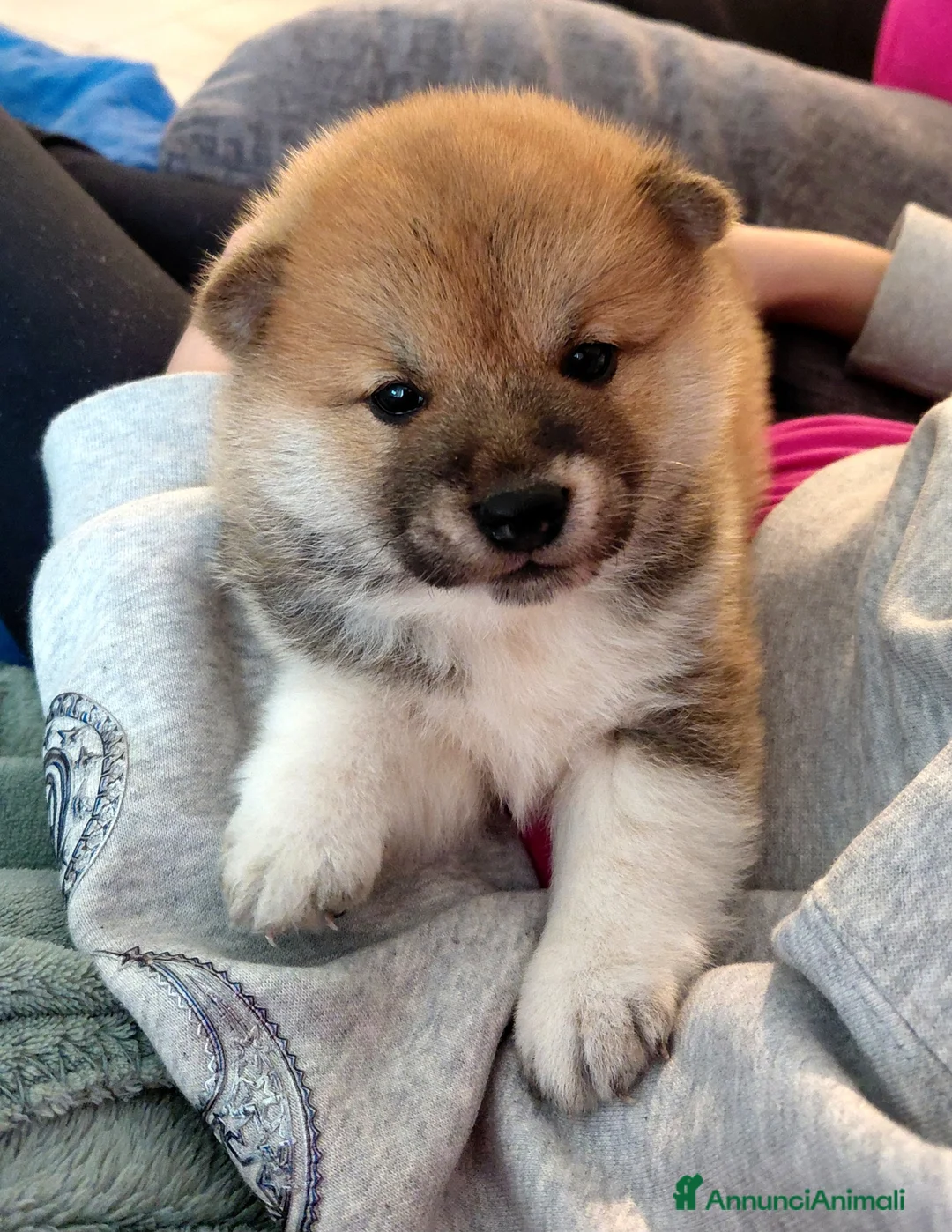 Shiba Inu cani in vendita: Cucciolo di Shiba Inu - Annuncio 2