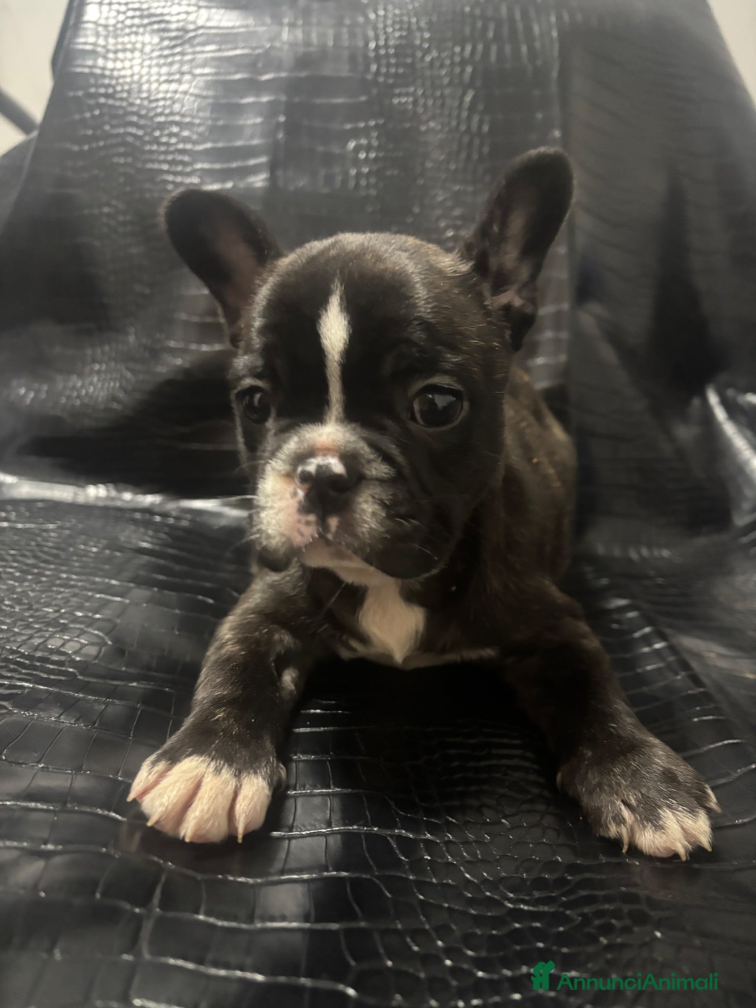 Bulldog Francese cani Bulldog francese esotico  - Annuncio 5