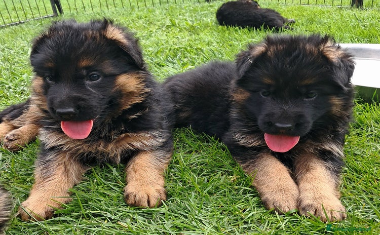 Pastore Tedesco cani a Provincia di Brescia - Annuncio 2