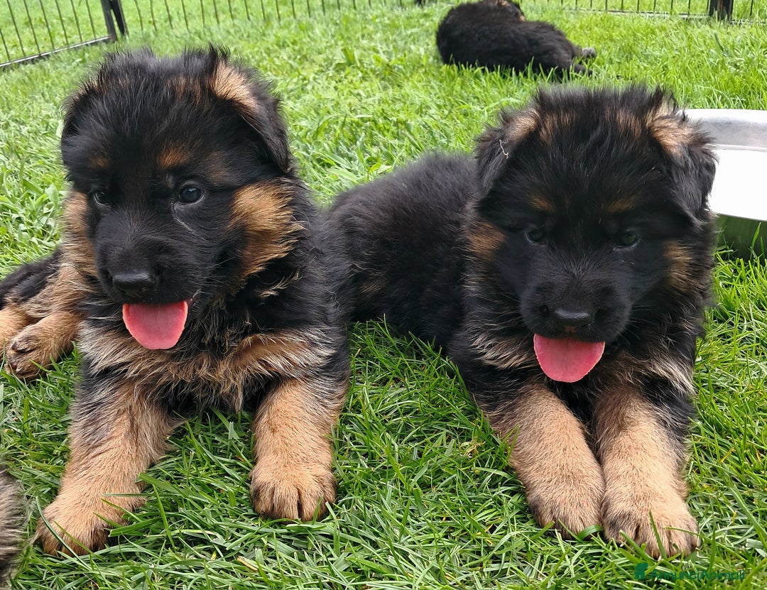 Pastore Tedesco cani in vendita: Super cucciolata pastore tedesco a Provincia di Brescia - Immagine 1
