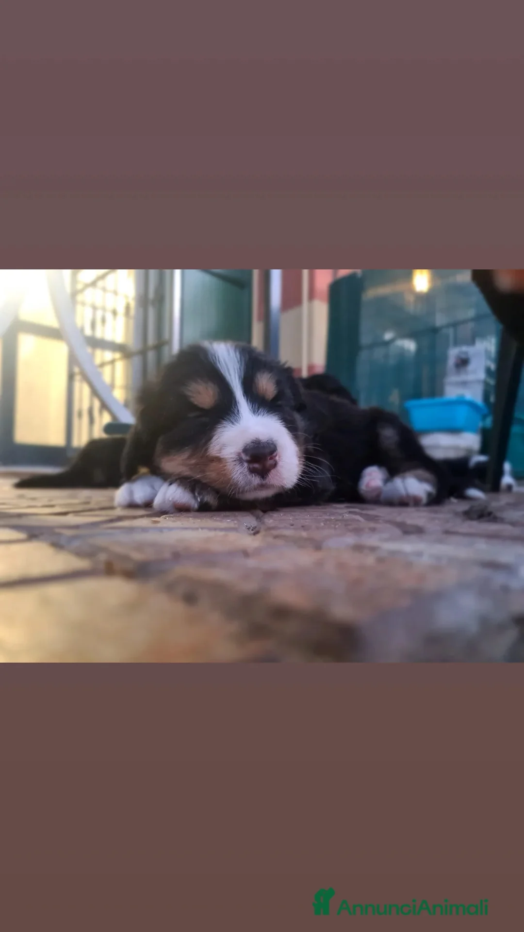 Bovaro del Bernese cani in vendita: Cuccioli bovari del bernese  - Annuncio 1